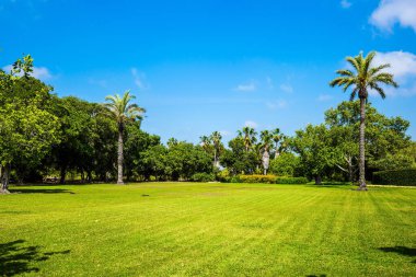 Carmel Dağı 'nın yamaçlarındaki muhteşem botanik parkı. İsrail. Parkın ortasında büyük yeşil çimenli bir çayır. Temiz ve bakımlı bir parkta harika bir yürüyüş.