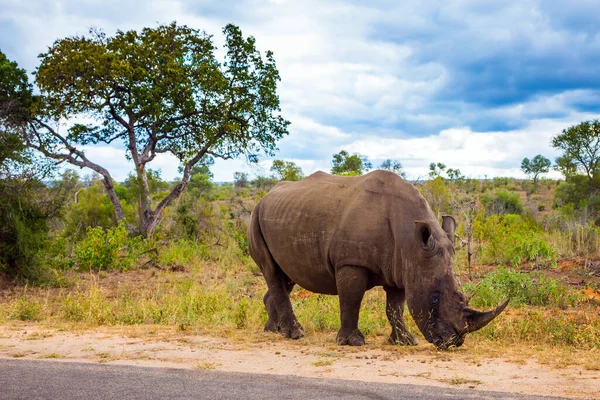 Híres Kruger Park Utazás Dél Afrikába Afrikai Fehér Orrszarvú Hatalmas — Stock Fotó