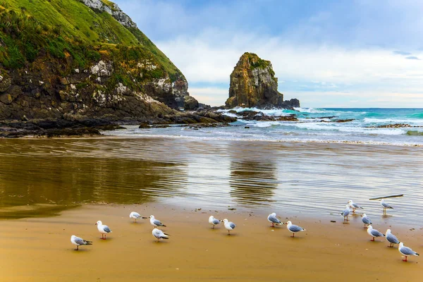 成群结队的角蚁在沙滩上休息 新西兰南岛的食人鱼湾 宽阔的海滩 白色的沙子和蓝绿色的水 积极和光旅游业的概念 — 图库照片
