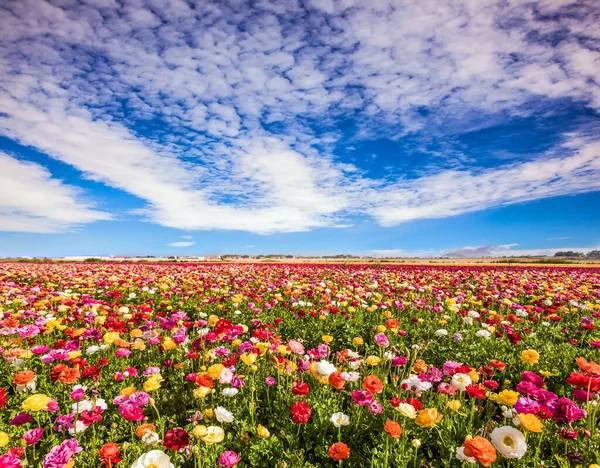 Blommande Flerfärgade Stora Smörbägare Pittoreska Fält Den Israeliska Kibbutzen Underbart — Stockfoto