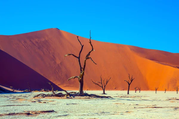 苏苏斯费雷干涸湖底纳米布沙漠部分的粘土高原 伟大的非洲之行 纳米比亚Naukluft沙漠 异国情调 极端和摄影旅游的概念 — 图库照片