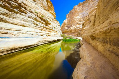 Küçük bir gölün yeşilimsi, pürüzsüz suyu. Ein Avdat vadisi Negev Çölü 'nün en güzelidir. İsrail. Vadi Qing Nehri tarafından oluşturulmuştur. Aktif ve fotoğraf turizmi kavramı