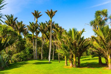 Adorable green grass lawn in palm grove. Coast of the Pacific Ocean. South Island in New Zealand. Travel to an exotic country. The concept of ecological, active and photo tourism clipart
