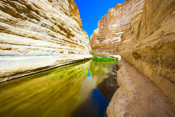 The greenish smooth water of a small lake. The gorge Ein Avdat is the most beautiful in the Negev desert. Israel. The gorge is formed by the Qing River. The concept of active and photo tourism