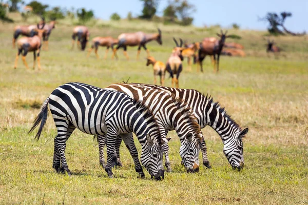 Wilde Dieren Natuurlijke Habitat Zebokudde Grazen Savanne Safari Tour Naar — Stockfoto