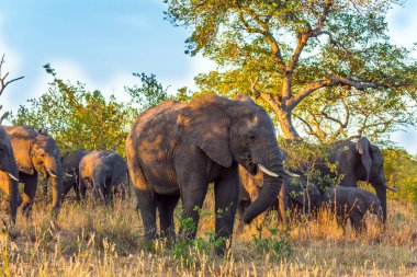 Afrika savan filleri sürüsü. Kruger Parkı. Gün batımı. Güney Afrika. Hayvanlar savanda özgürce yaşar ve hareket eder. Egzotik ve fotoğraf turizmi kavramı
