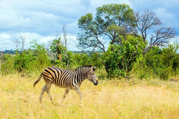 Południowa Afryka Słynny Kruger Park Savannah Zebra Przecina Wąską Drogę — Zdjęcie stockowe