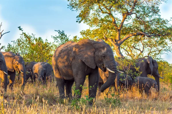 Die Herde Afrikanischer Savannen Elefanten Der Krüger Park Sonnenuntergang Südafrika — Stockfoto