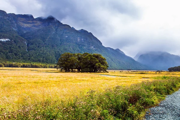 Nya Zeeland Sydön Fält Med Gult Höstgräs Omges Bergssluttningar Dimman — Stockfoto
