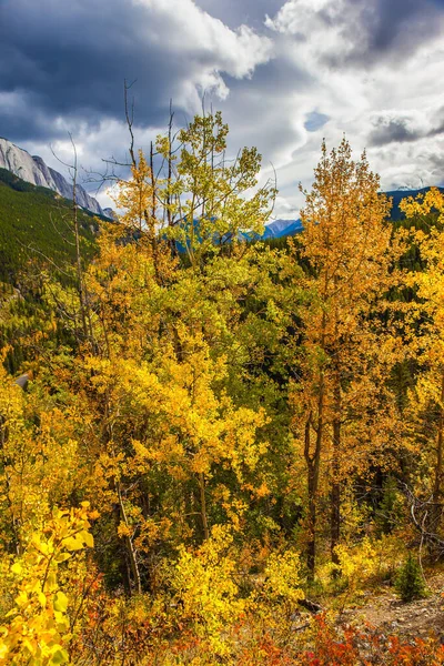 オレンジ 赤の葉のアスペンと白樺 カナダのロッキー山脈の曇った秋の日 ミエット温泉 ロッキー山脈で最も熱い温泉 アクティブ 写真観光の概念 — ストック写真