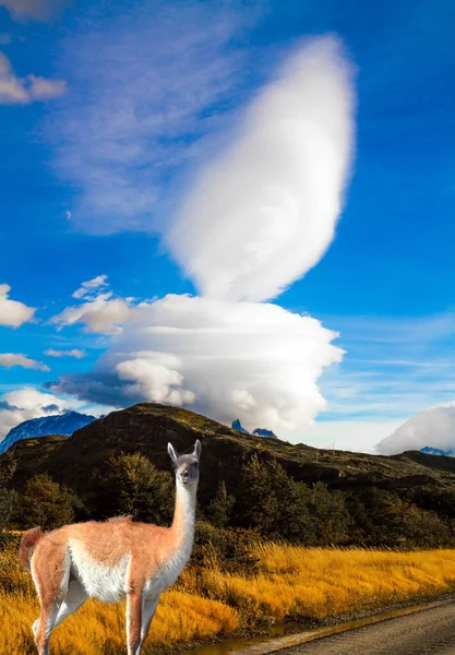 Guanaco Grazes Prairie South America Incredible Clouds Patagonia Magnificent Park — Stock Photo, Image