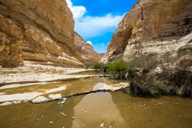 Muhteşem vadi Ein Avdat, Negev Çölü 'nün en güzelidir. Rotadan başlayın. İsrail. Vadi, Qing Nehri 'nin suları tarafından oluşmuştur. Aktif ve fotoğraf turnuvası konsepti