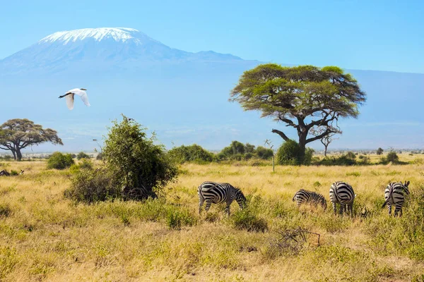 Wielki Żal Przelatuje Nad Stadem Zebr Pasących Się Stóp Kilimandżaro — Zdjęcie stockowe