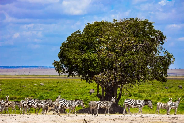 Picturesque zebras graze peacefully in the African savannah. Trip to the Horn of Africa. Southeast Kenya, the Amboseli park. Amboseli is a biosphere reserve by UNESCO