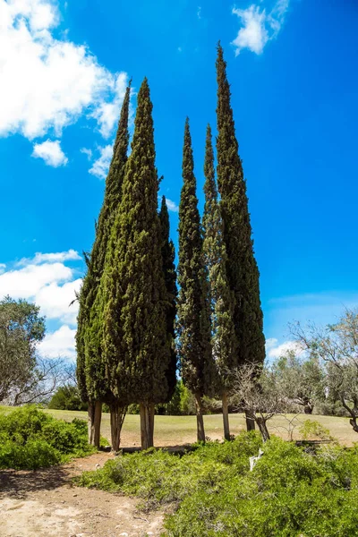 Parque Escénico Del Desierto Alrededor Del Ben Gurion Memorial Cypress —  Fotos de Stock