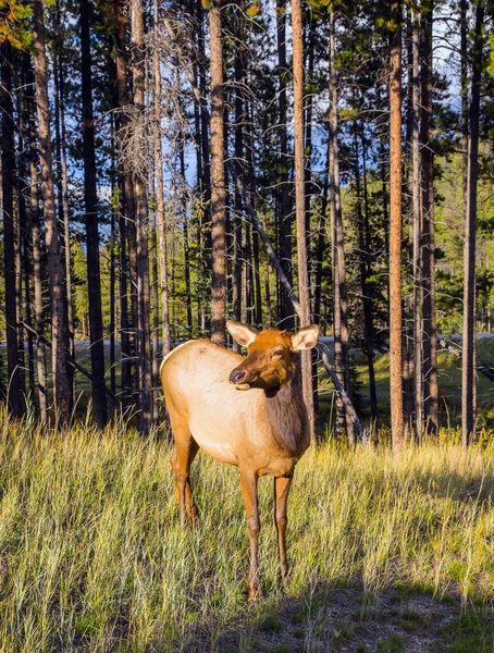 Junge Hornlose Hirsche Grasen Waldrand Herrlicher Herbsttag Altweibersommer Kanada Ökologischer — Stockfoto