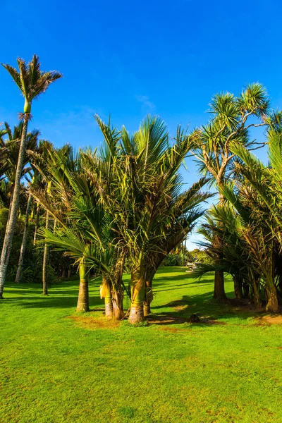 Travel Exotic Country South Island New Zealand Sunny Summer Afternoon — Stock Photo, Image