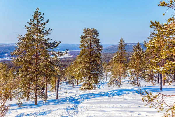 Polcirkeln Nyår Solig Vinterdag Snöig Skog Lummiga Snöskidspåren Begreppet Exotiska — Stockfoto