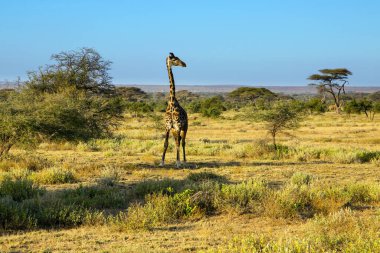 Muhteşem bir Afrika zürafası. Amboseli Parkı. Çalıları ve çöl akasyası olan Savanna. Kilimanjaro Dağı, Kenya. Egzotik, ekolojik ve fotoğraf turizmi kavramı