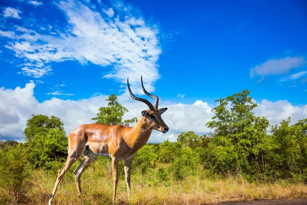 África Sul Parque Kruger Impala Antílope Cabeça Preta Pastam Nos — Fotografia de Stock