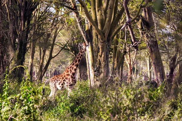 凯妮亚纳库鲁湖畔的非洲热带草原 前往非洲之角的旅行 大而风景如画的长颈鹿在丛林中的沙漠相思树中吃草 — 图库照片