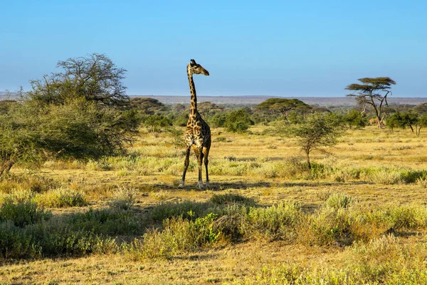 豪華なアフリカのキリン アンボゼリ公園 茂みや砂漠のアカシアのサバンナ ケニアのキリマンジャロ山 エキゾチック 生態学的 写真観光の概念 — ストック写真