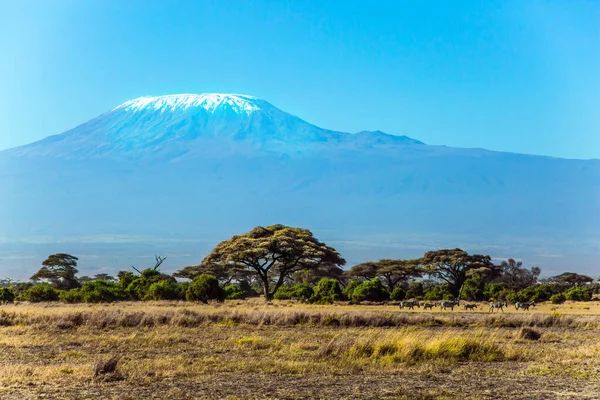 Imponująca Podróż Kenii Afryki Park Amboseli Jest Najczęściej Odwiedzanym Parkiem — Zdjęcie stockowe