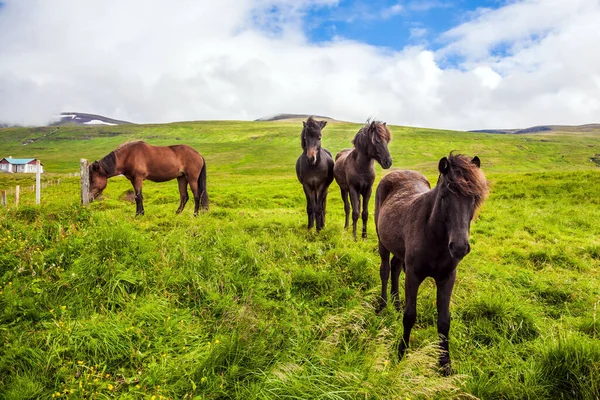 Flocken Vackra Och Vänliga Hästar Betas Högt Gräs Islandslunden Gyllene — Stockfoto