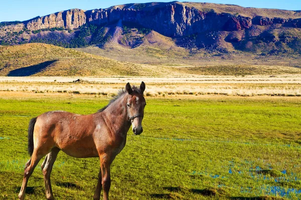 Gran Mustang Elegante Las Pampas Rodean Las Montañas Pequeños Charcos — Foto de Stock