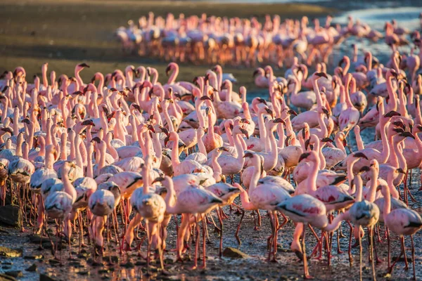 Interesujące Użyteczne Obserwowanie Ptaków Namibia Afrykę Ogromna Kolonia Różowych Flamingów — Zdjęcie stockowe