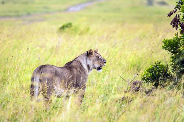 Famous Masai Mara Reserve Kenya Part Serengeti Park Young Lioness — Stock Photo, Image