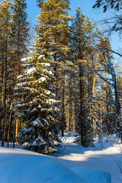 Finland Zonnige Ijzige Besneeuwde Winterdag Sneeuwachtig Naaldbos Het Concept Van — Stockfoto