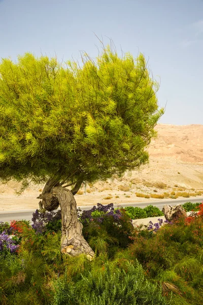 死海岸边的花园和树木 以色列 生态和医疗旅游的概念 — 图库照片