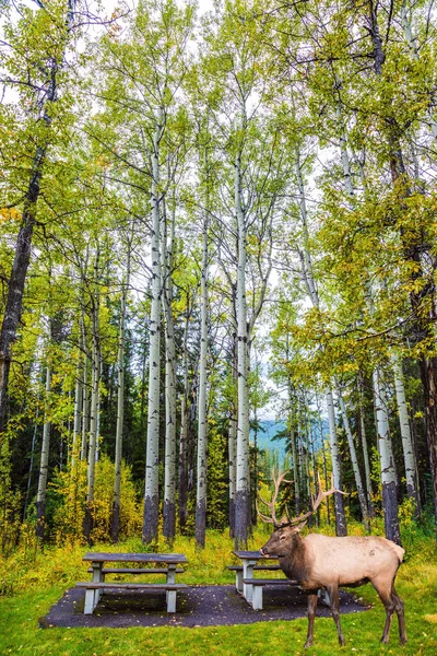 Tavolo Panche Legno Margini Della Foresta Cervo Rosso Con Grandi — Foto Stock