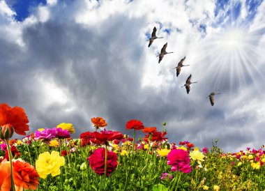 Güneş ve rüzgar. Bir çiçek tarlası üzerinde sağanak yağmur bulutu. Çiçek açan düğün çiçekleri güçlü rüzgarda sallanıyor. Ekolojik, kırsal ve fotoğraf turizmi kavramı