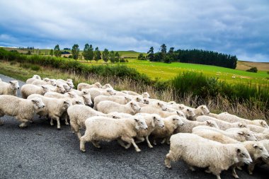 Koca bir koyun sürüsü karşıdan karşıya geçiyor. Yeni Zelanda 'nın Güney Adası' nın muhteşem manzarası. Tepeler sarı otlarla kaplıydı. Aktif, otomotiv ve fotoğraf turnuvası konsepti