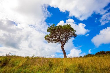 Akşamki gelgitte inanılmaz bulutlar. Sarı sonbahar çimenleri ve tepesinde yalnız bir ağaç olan tepeler. Pasifik Okyanusu, Yeni Zelanda, Kuzey Adası. Aktif, egzotik, ekolojik ve fotoğraf turizmi kavramı
