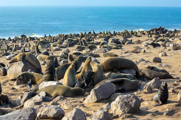 Afrique Cape Cross Est Grande Roquerie Sud Africaine Otaries Fourrure — Photo