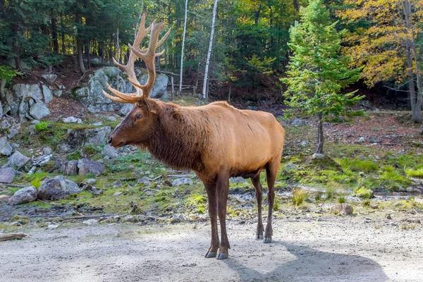 Nördlicher Herbstwald Der Altweibersommer Ist Prächtige Rothirsche Mit Weit Verzweigten — Stockfoto