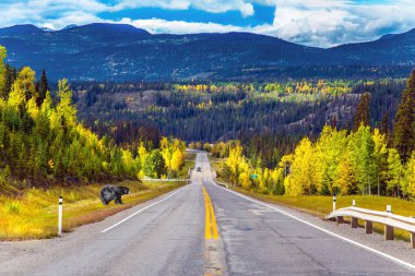 Kenarda kocaman bir siyah ayı duruyor. Kanada Kayalıkları 'ndaki Bighorn Otoyolu. Kuzey Cordillera. Bulutlu bir sonbahar günü. Ekolojik, otomobil ve fotoğraf turizmi kavramı