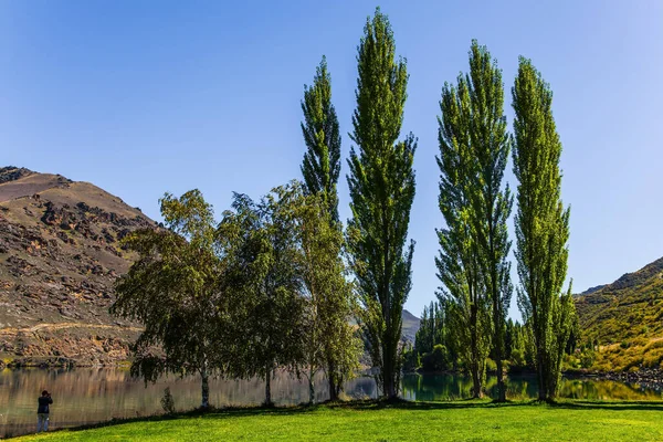 Magic New Zealand South Island Cypress Alley Blue Lake Picturesque — Stock Photo, Image