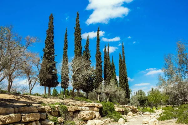 Cypress Alleys Small Scenic Desert Park Ben Gurion Memorial Steep — Stock Photo, Image