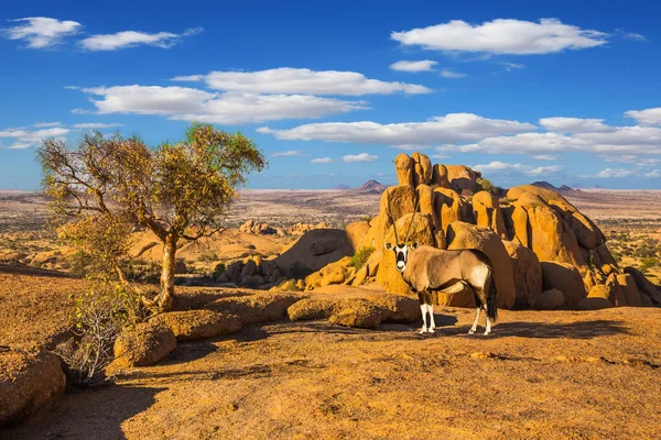 Viajar Para África Pedras Pitorescas Deserto Namíbia Antílope Oryx Pernas — Fotografia de Stock