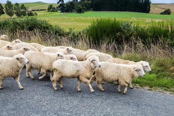 The South Island of New Zealand. Huge herd of sheep crosses the road. White thin sheep wool from New Zealand is highly regarded in the world. The concept of active, environmental and photo tourism