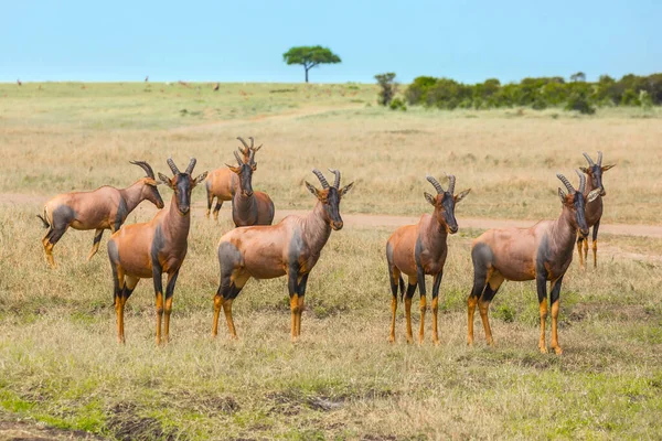 Safari Nel Parco Nazionale Masai Mara Magnifico Viaggio Nella Savana — Foto Stock