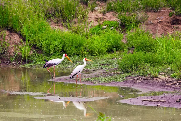 Nádherná Africká Žlutá Vyúčtovaný Čáp Pasoucí Břehu Potoka Safari Národním — Stock fotografie