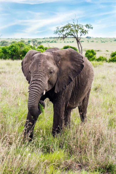 Savannah Afrikaanse Olifant Het Grootste Landdier Ter Wereld Geweldige Reis — Stockfoto