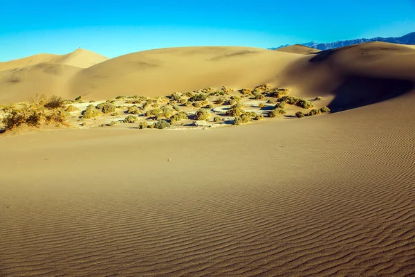 Απαλές Πλαγιές Των Αμμόλοφων Είναι Τσαλακωμένες Από Τον Άνεμο Mesquite — Φωτογραφία Αρχείου