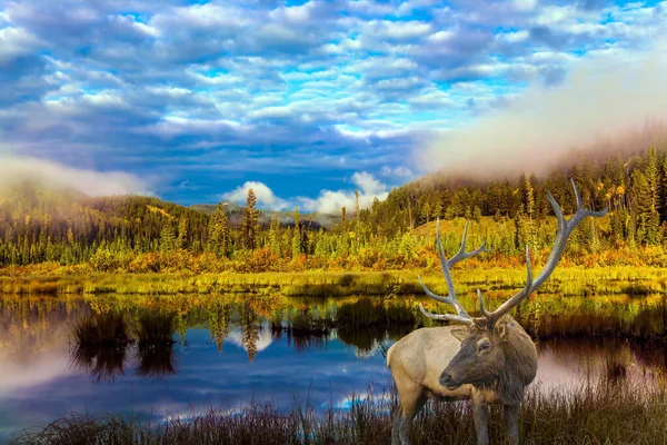 Precioso Ciervo Con Cuernos Pastando Lago Rocky Mountains Canada Concepto — Foto de Stock