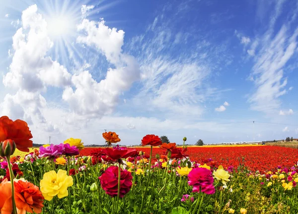 Heldere Zon Verwarmt Prachtige Bloemen Het Schilderachtige Veld Van Kleurrijke — Stockfoto